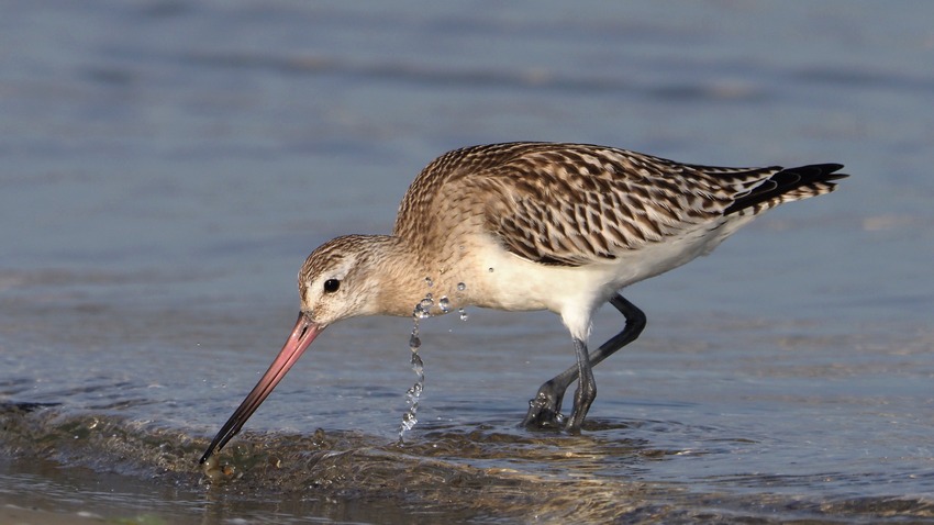 Pittima minore  (Limosa lapponica)